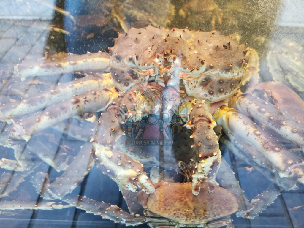 granchi bergen mercato del pesce